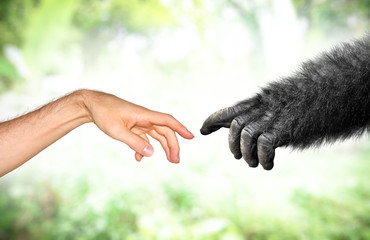 Human and fake monkey hand evolution from primates concept - 202185602