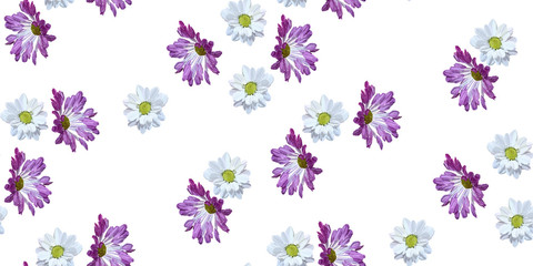 Garden daisy seamless pattern on white background. Botanical illustration hand drawn. Vector floral design for fashion prints, scrapbook, wrapping paper