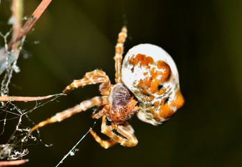Bolas Spider (Mastophora cornigera) arachnid in web, dorsal macro nature Springtime pest control...