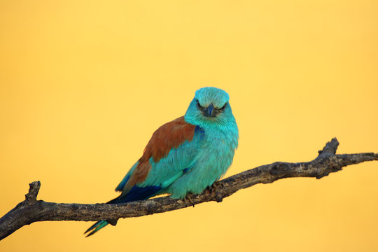 The European roller (Coracias garrulus) sitting on a branch at sunset with a yellow background