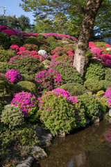 Fototapeta premium Nezu shrine's azalea, Tokyo, Japan