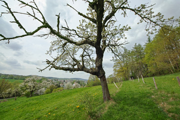 Fototapeta premium view to Neusalza Spremberg