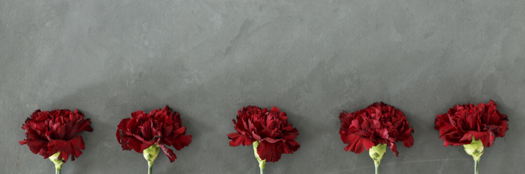 Fototapeta Five fresh burgundy carnations flowers heads on grey raw wall