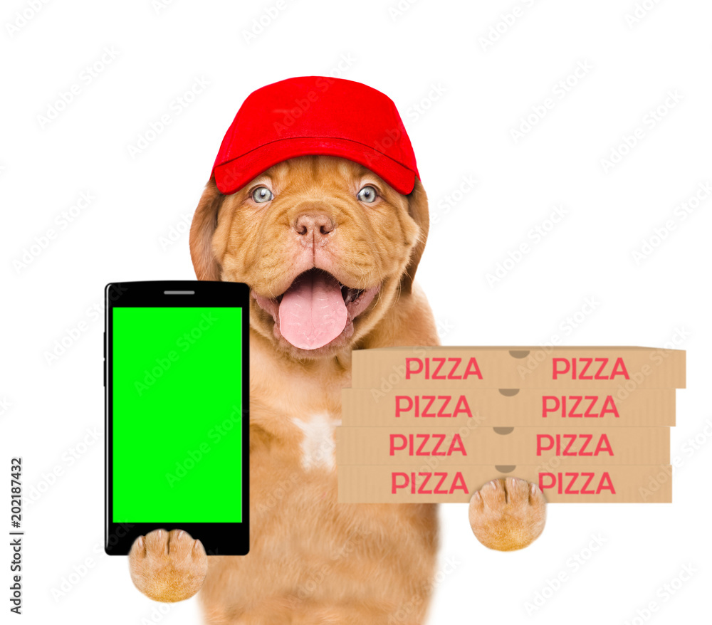 Poster funny pizza elivery dog in red cap with pizza boxes and smartphone. isolated on white background