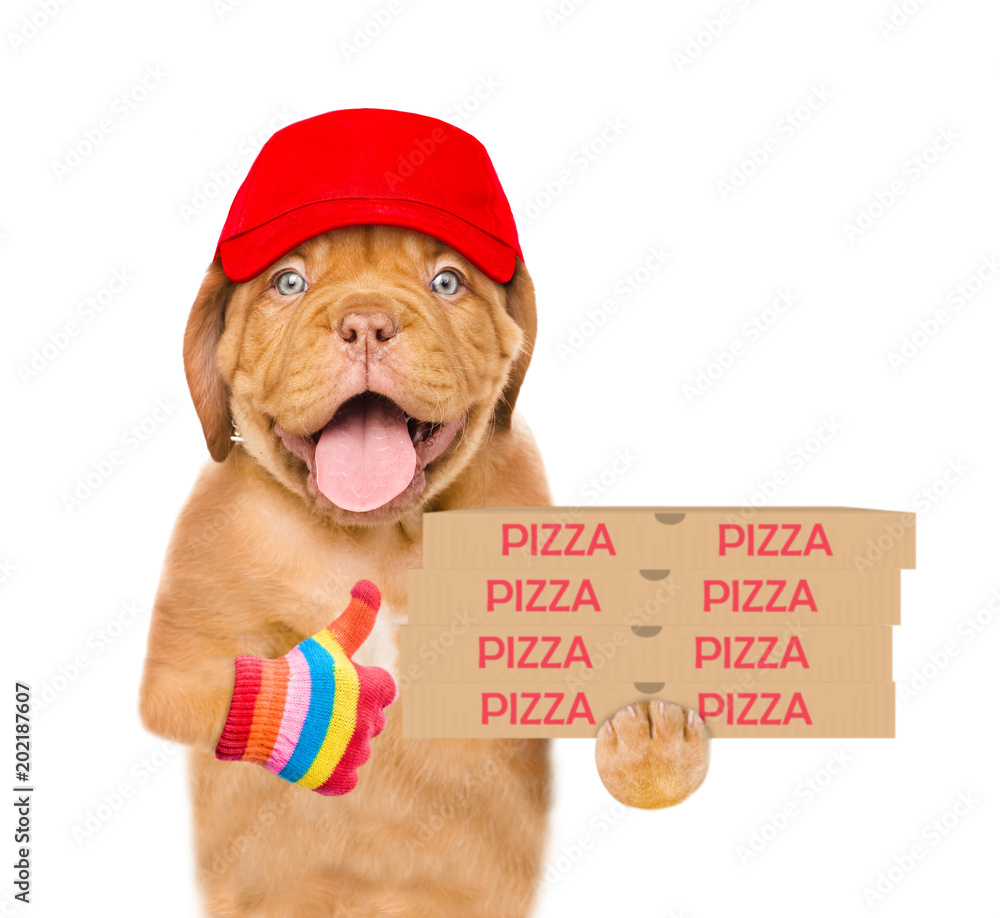 Poster pizza delivery dog in red cap with pizza boxes showing thumbs up. isolated on white background