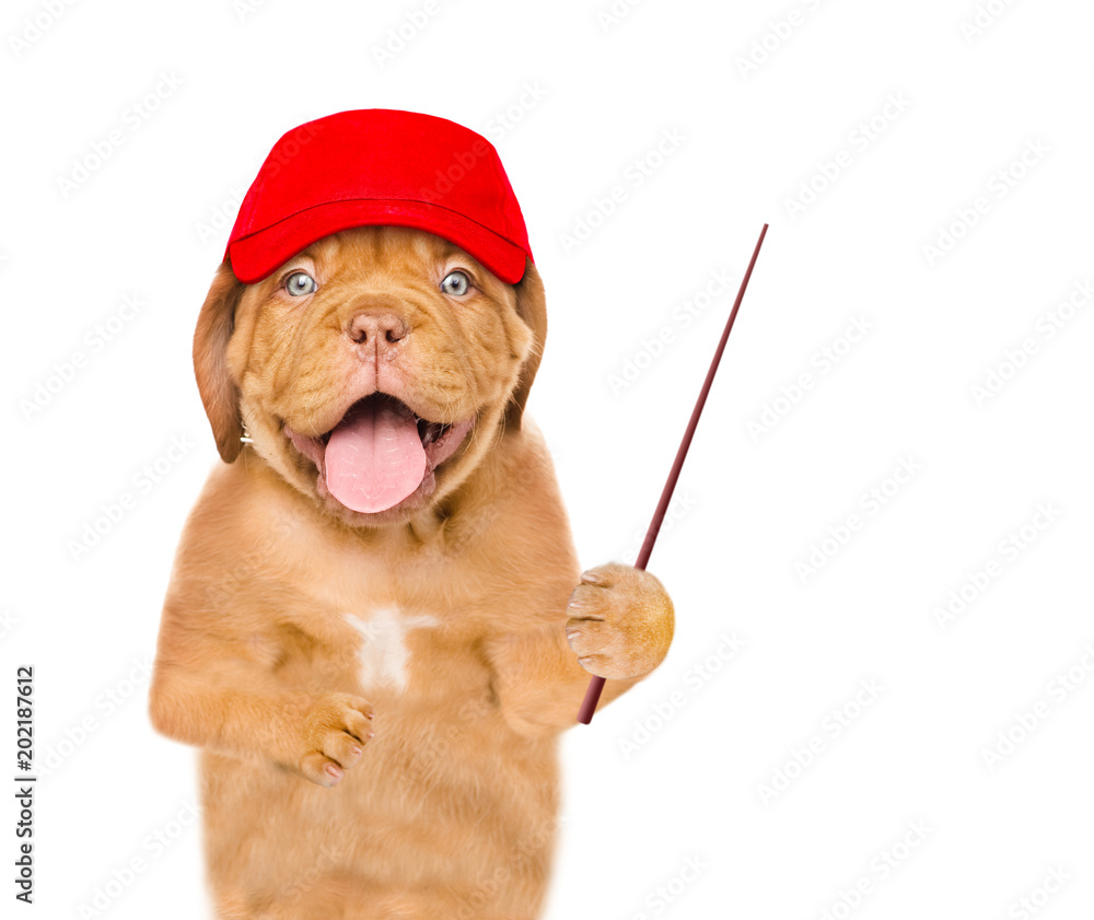Poster dog in red cap holding a pointing stick. isolated on white background