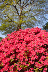 Nezu shrine's azalea, Tokyo, Japan