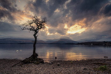 Lone Tree on Loch Lomond