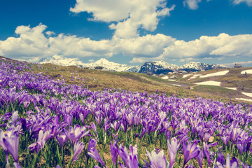 Fototapeta premium Majestic view of blooming spring crocuses in mountains.