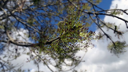 tree, focus, landscape, blue, nature