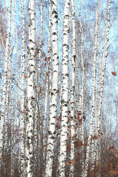 Fototapeta birch trees with white bark