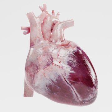 Realistic 3d Render of Human Heart