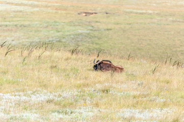 Black wildebeest laying in grass