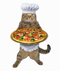 The cat chef holds a tray with a pizza . White background.