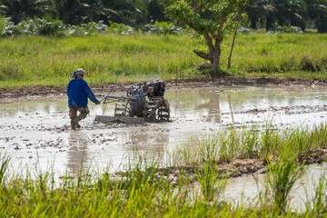 Fototapeta na wymiar Farmer using two wheel tractor in rice Field. Farmer working with handheld motor plough preparing the field for plant