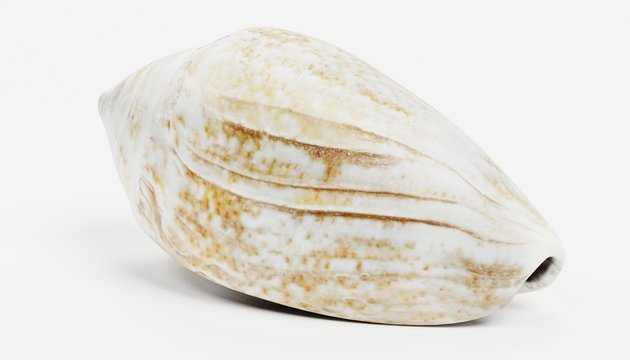 Realistic 3D Render of Shell