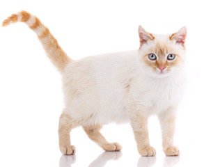 Portrait of domestic white and red kitten. Cute young cat.