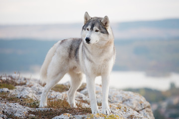 A delightful gray Siberian husky stands on a mountain in the background of a forest and clouds. A...