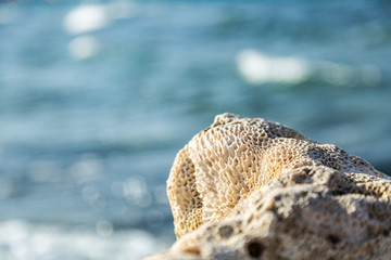 Dead big coral on the beach. The ejected coral. Gem of the Sea