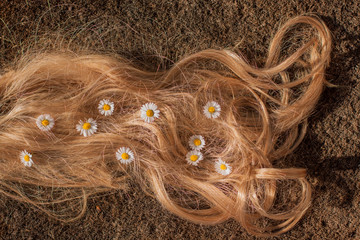 daisy hair