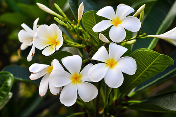 Fototapeta na wymiar White and Yellow plumeria frangipani flowers with green leaves.