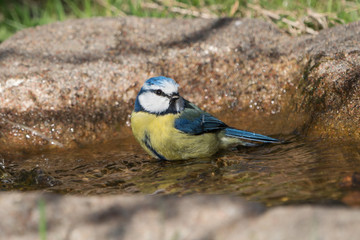 Cute blue tit bird sitting in the water of a bird bath