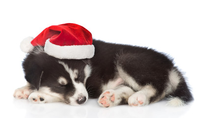 Fototapeta na wymiar Siberian Husky puppy lying in red santa hat. isolated on white background