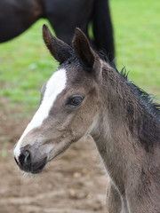 Fototapeta premium Foal Headshot
