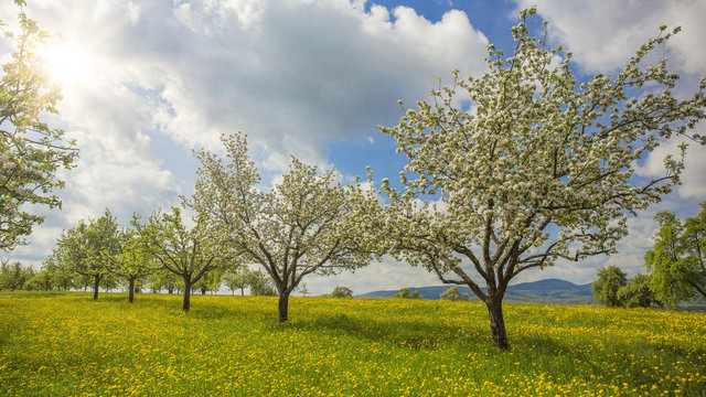 Streuobstwiesen