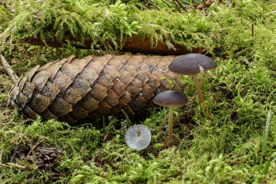 Strobilurus esculentus food, spring mushroom, photo Czech Republic, Europe