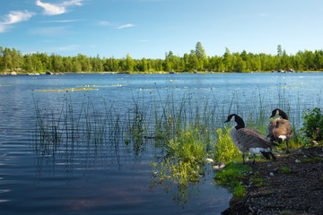 View at the lake and ducks on the shore.