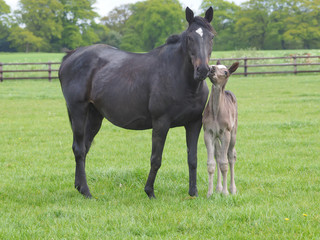 Bay Mare and Foal