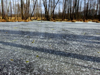 Zamarznięte bagno w rezerwacie przyrody Olszyny Niezgodzkie w mroźny zimowy dzień