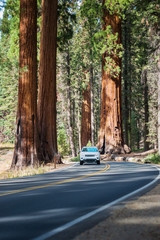 Sequoia national park. Road in Giant Sequoias Forest and the car touring trough