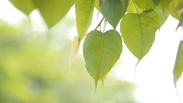 leaves of the tree are slowly moving with the wind.The Leaf of Bodhi and the sun in the Daylight