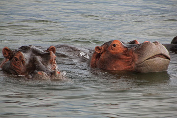 Wild hippo swimming in Zimbabwe Africa