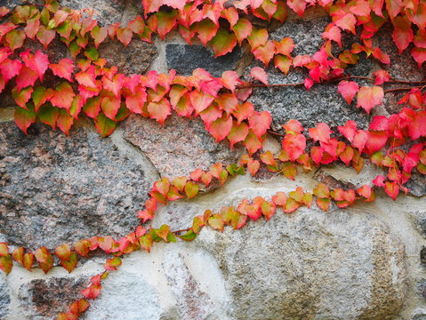Herbstliches Laub vor einer Mauer