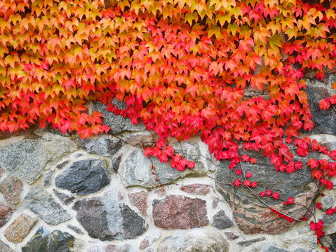 Rotes Laub vor einer Feldsteinmauer