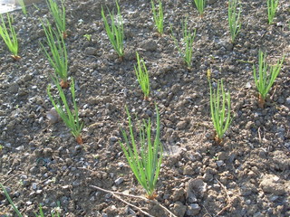 De jeunes èchalottes sont sorties de terre 