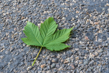 Blatt isoliert auf grau