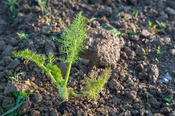 Gemüse auf dem Acker pflanzen
