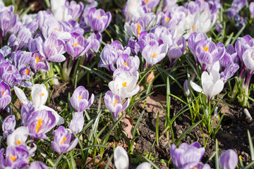 Spring buds and flowers. April. Cards or backgrounds.