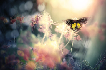 Black and yellow butterfly with rim lighting effect.Butterfly flying to perch on blurred pink...