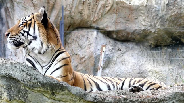 Cute tiger in nature