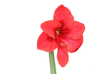 Red hippeastrum  ,Red amaryllis flower blooming isolated on white background