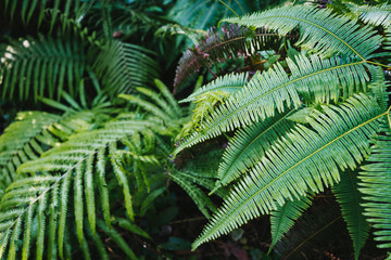 Green ferns leaves background with sunlight.