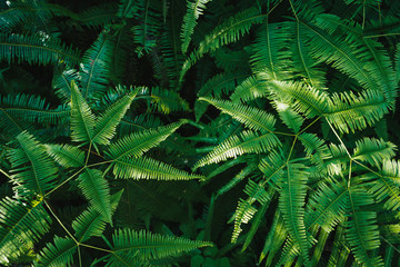 Green ferns leaves background with sunlight.
