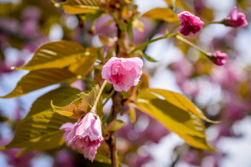 Flowering tree at spring, selective focus. Pink flower petals, colorful blurred background.