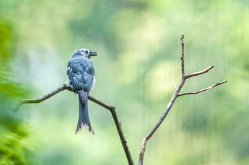 Bird (Ashy Drongo) standing on branch, Thailand