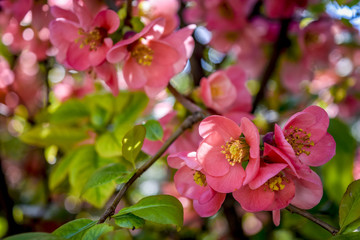 Obraz na płótnie Canvas Flowering tree at spring, selective focus. Pink flower petals, colorful blurred background.